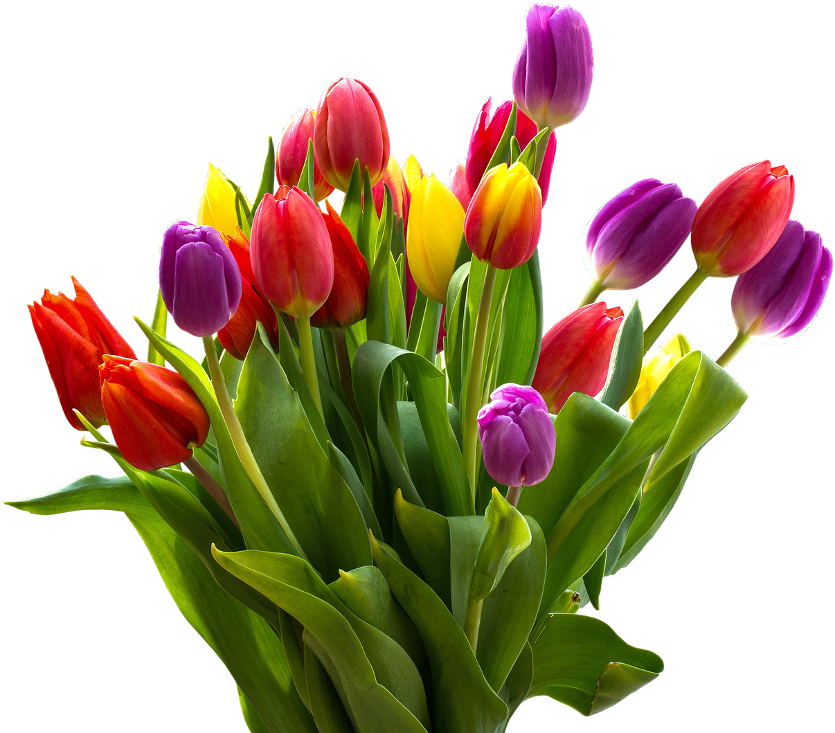 Colorful Tulip Bouquet Transparent Background PNG Image