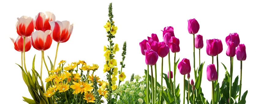 Colorful_ Tulips_and_ Spring_ Flowers_ Against_ Black_ Background.jpg PNG Image