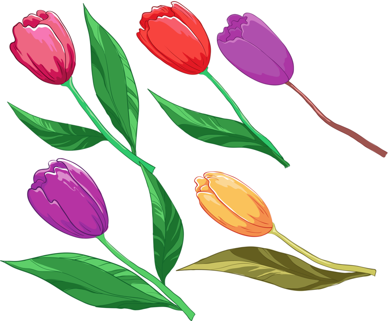 Colorful_ Tulips_ Vector_ Illustration PNG Image