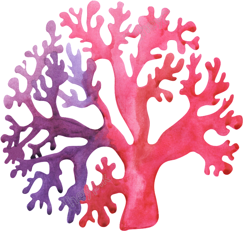 Colorful Watercolor Coral Illustration PNG Image