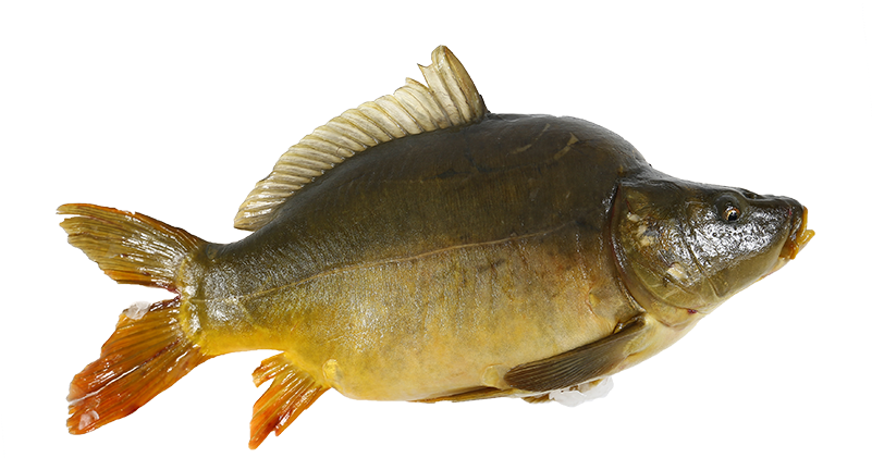 Common Carp Side View PNG Image