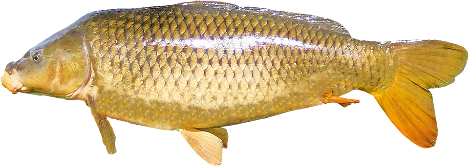 Common Carp Side View.png PNG Image