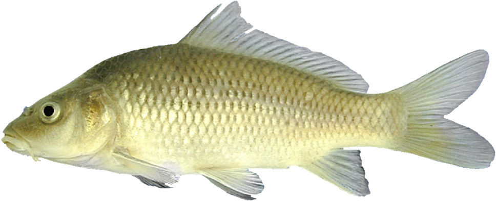 Common Carp Side View PNG Image