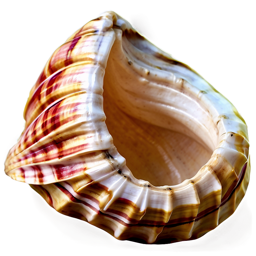 Conch Shell D PNG Image