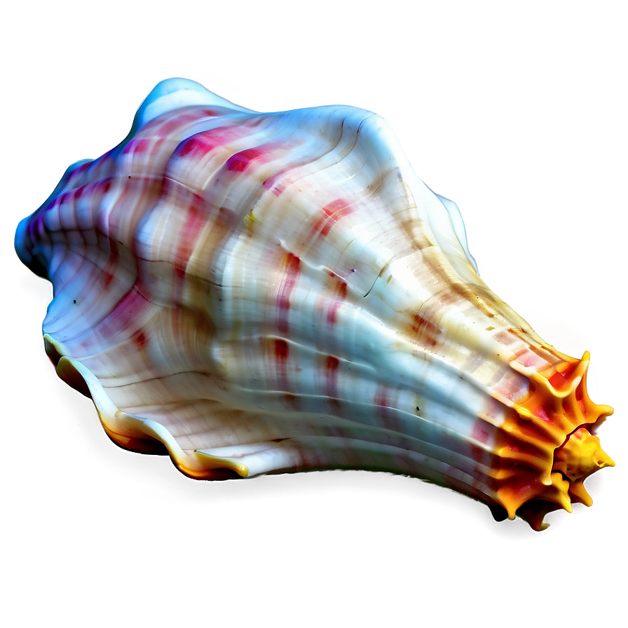 Conch Shell Outline Png Xen39 PNG Image