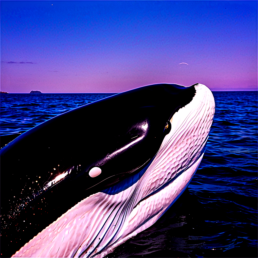 Connecticut Whale Watching Png 51 PNG Image