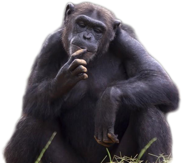 Contemplative_ Chimpanzee_ Portrait PNG Image