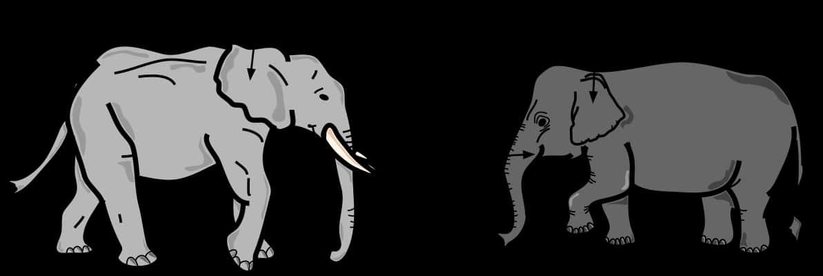 Contrasting Elephants Graphic PNG Image