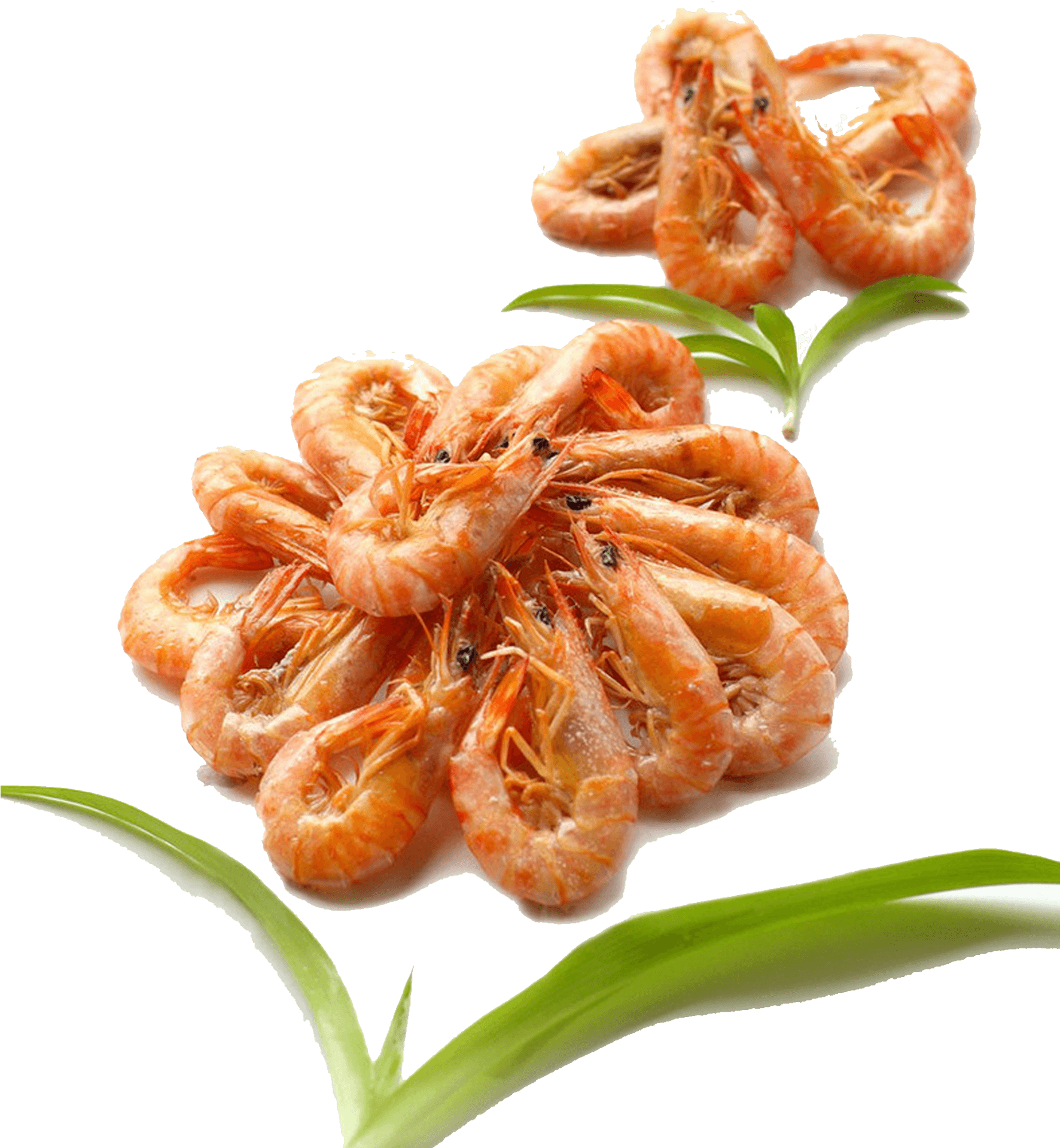 Cooked Shrimp Presentation.png PNG Image