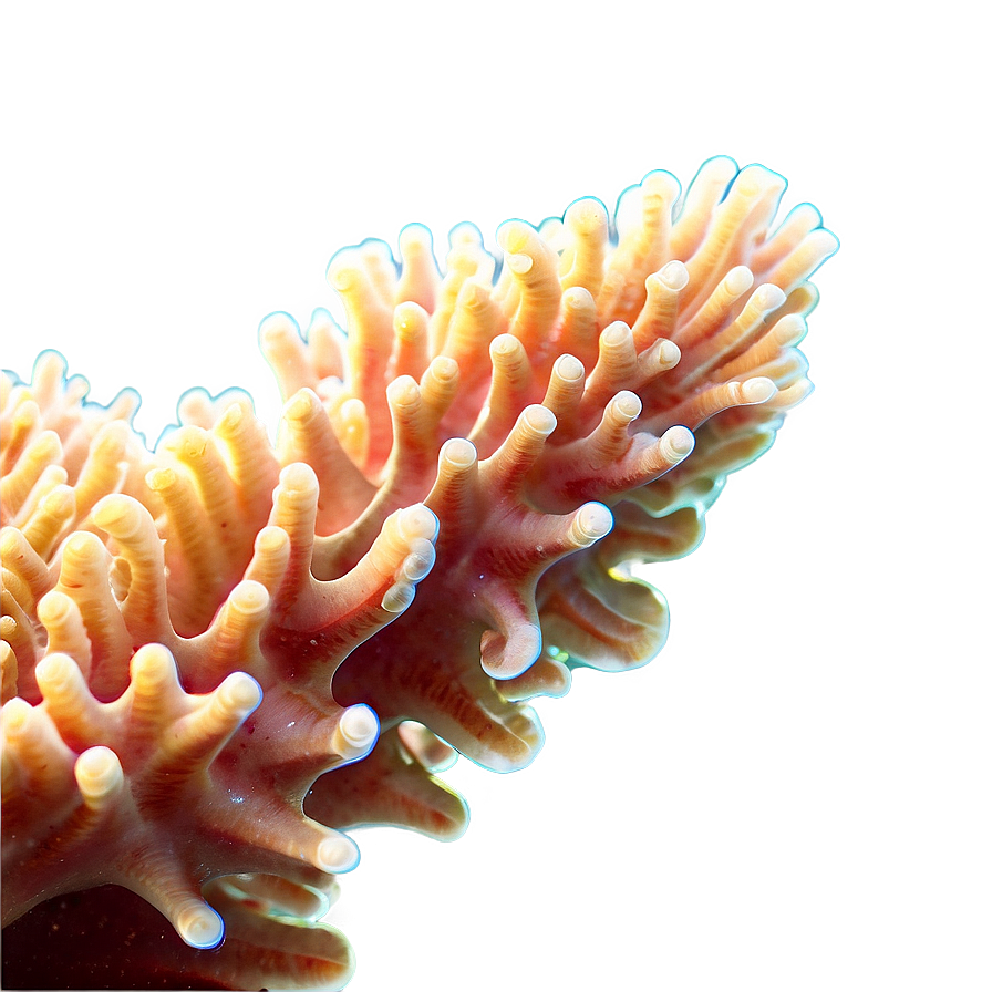 Coral Colony Close-up Png Pfy PNG Image