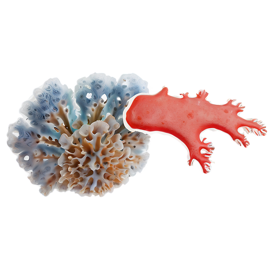 Coral Fragmentation Process Png Aty PNG Image