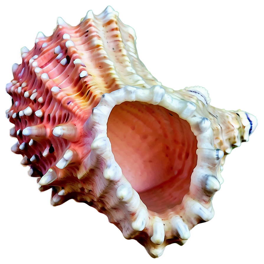 Coral Reef Conch Shell Png 06132024 PNG Image