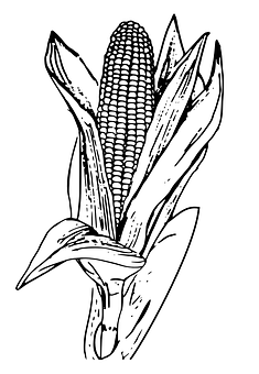 Corn Ear Sketch PNG Image