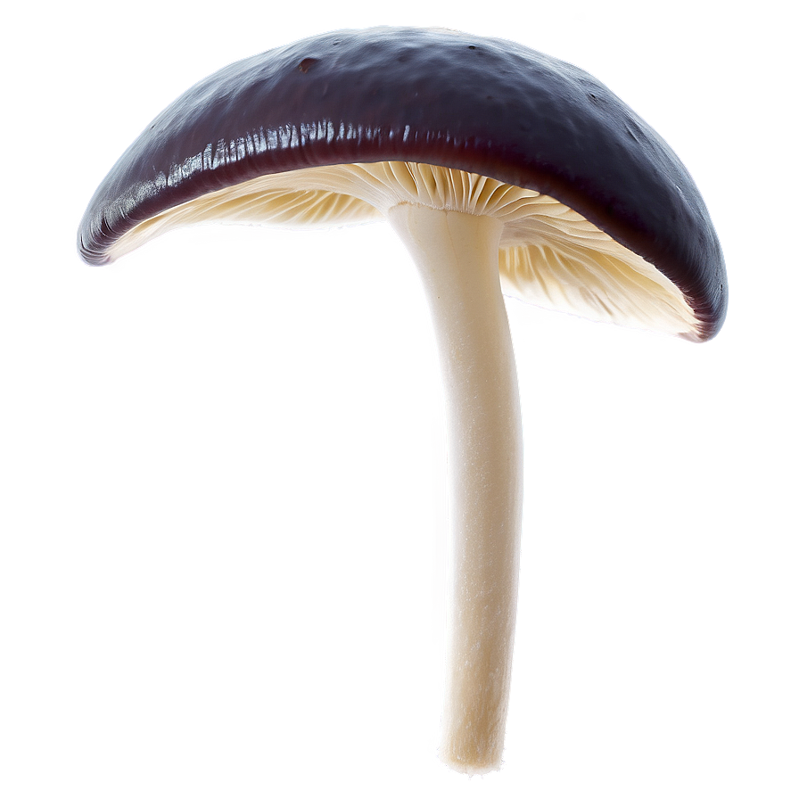 Corticioid Fungi Png 06242024 PNG Image