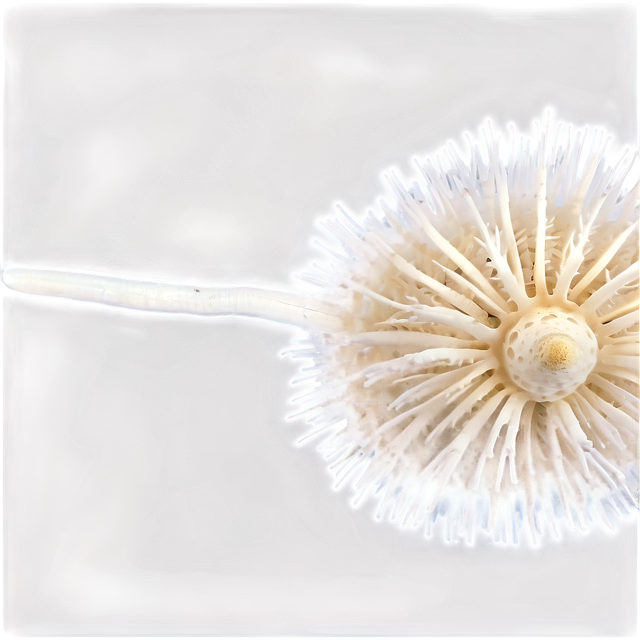 Corticioid Fungi Png Ild12 PNG Image