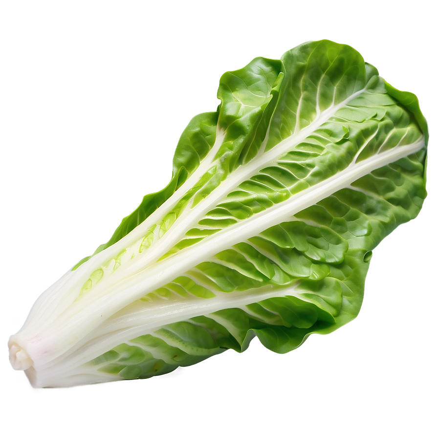 Cos Lettuce Png Saq PNG Image