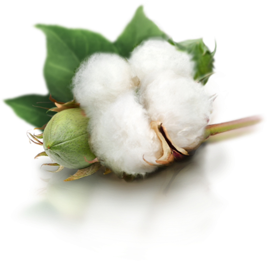 Cotton Bollon Branch PNG Image