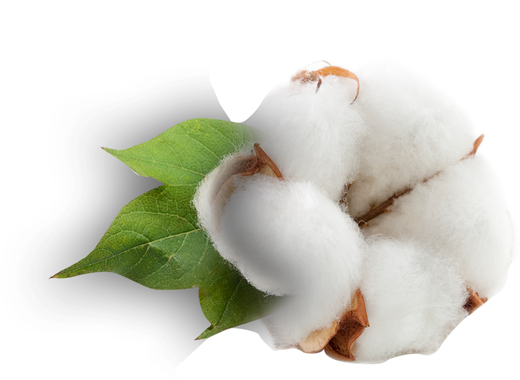 Cotton Bollwith Leaf.png PNG Image