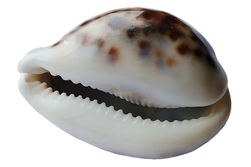 Cowrie Shell Close Up PNG Image