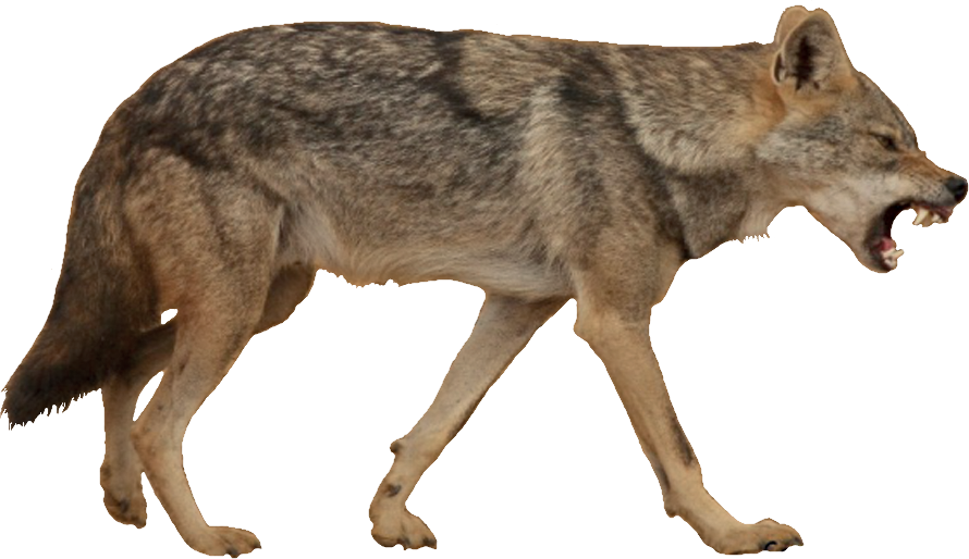 Coyotein Mid Stride PNG Image