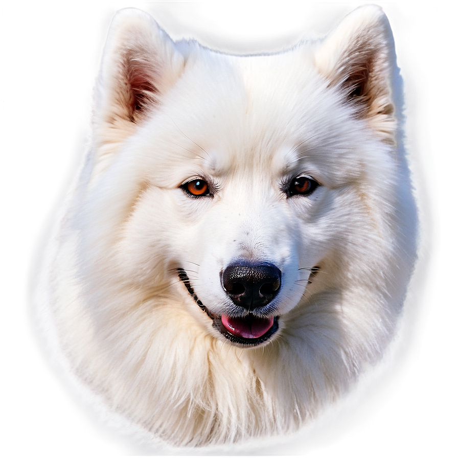 Cozy Samoyed Moment Png 22 PNG Image