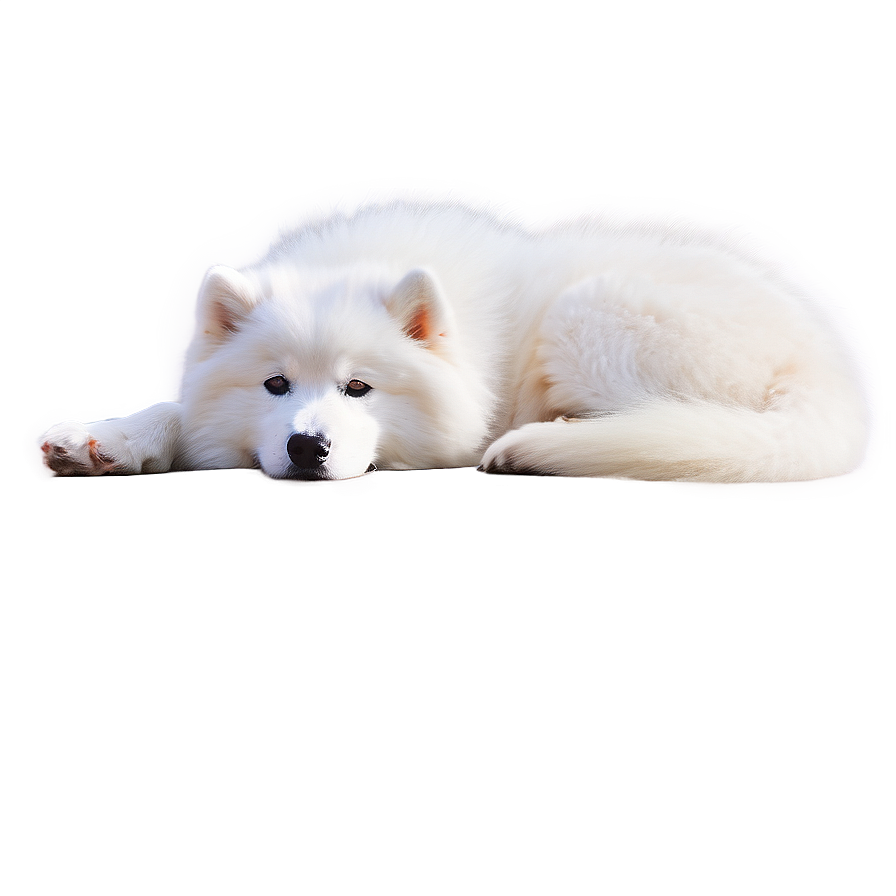 Cozy Samoyed Moment Png Eyk PNG Image