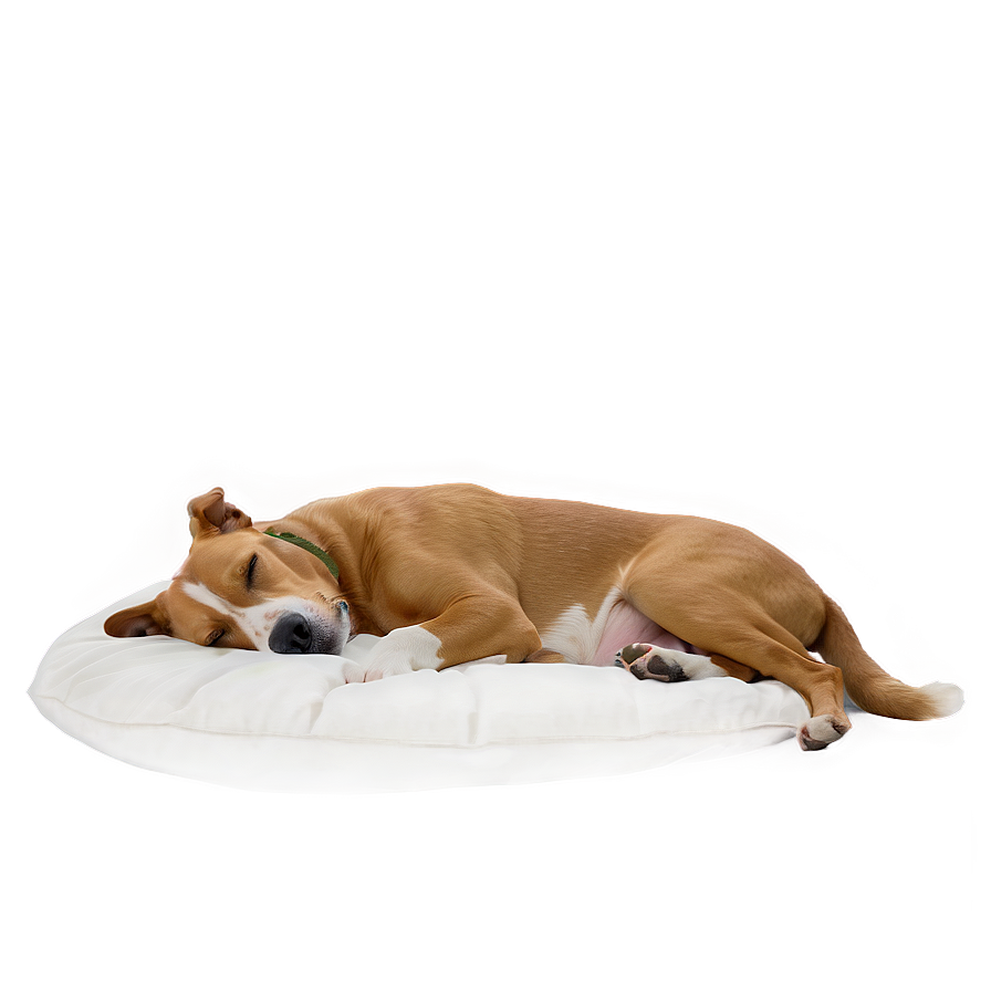 Cozy Sleeping Dog Png Oup PNG Image