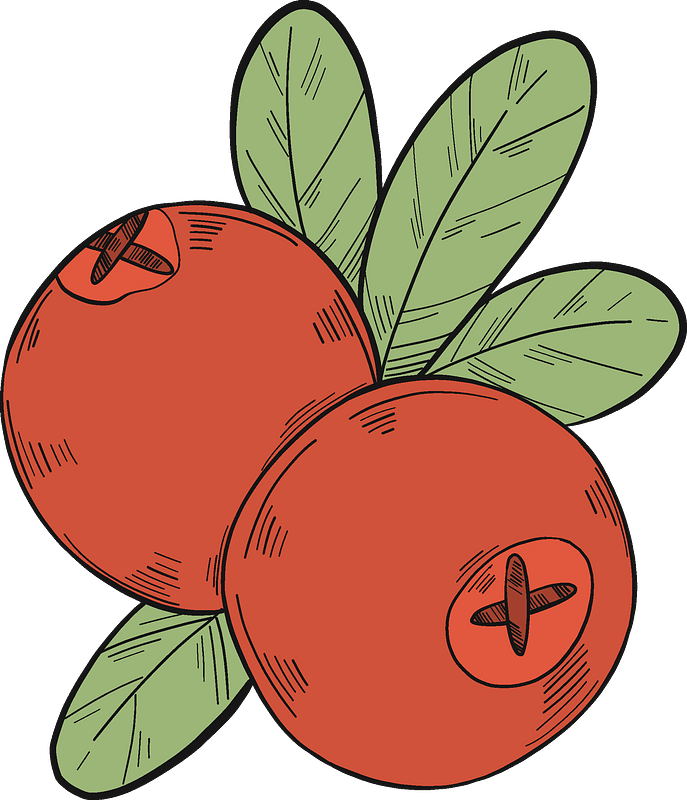 Cranberries Illustration Art PNG Image