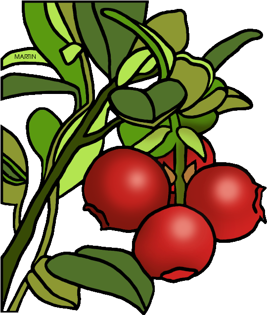 Cranberry Plant Illustration.png PNG Image