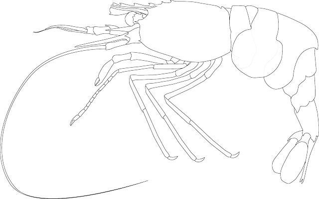 Crayfish Line Art Illustration PNG Image