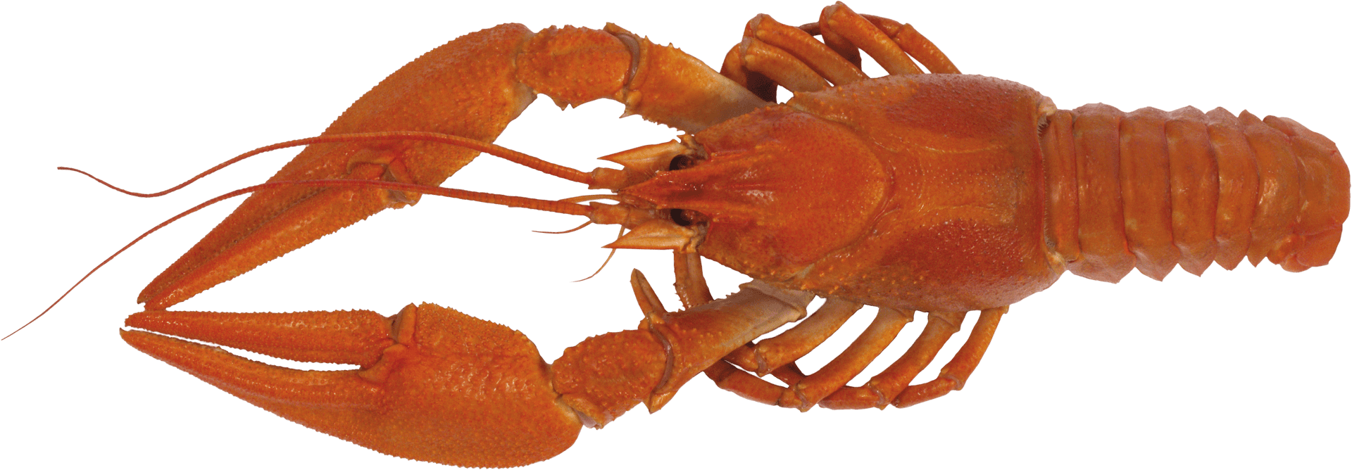 Crayfish Single Specimen Isolated PNG Image