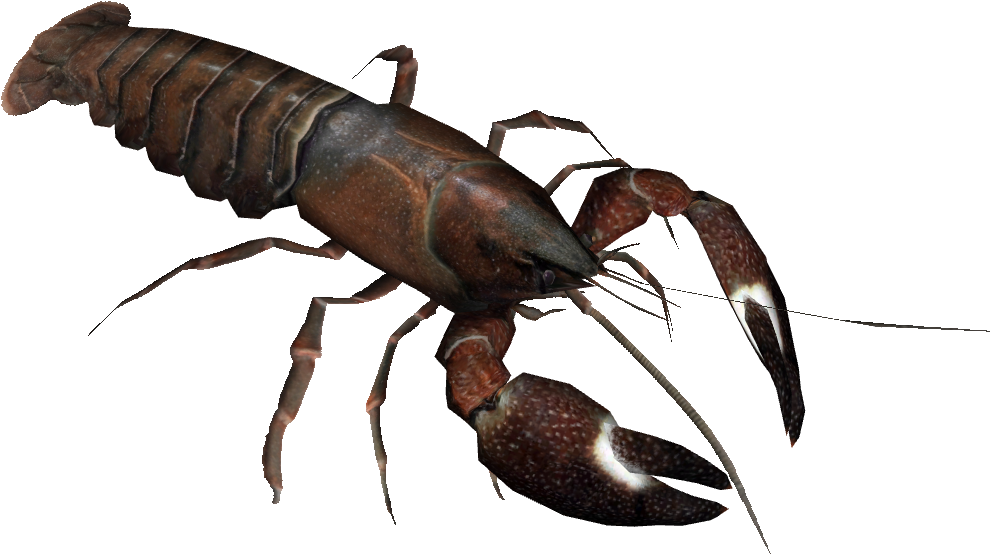 Crayfish Specimen Isolated PNG Image