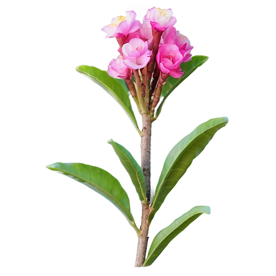 Crepe Myrtle Flower Bud Png 06282024 PNG Image