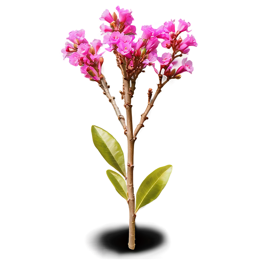 Crepe Myrtle Flower Bud Png Owt PNG Image