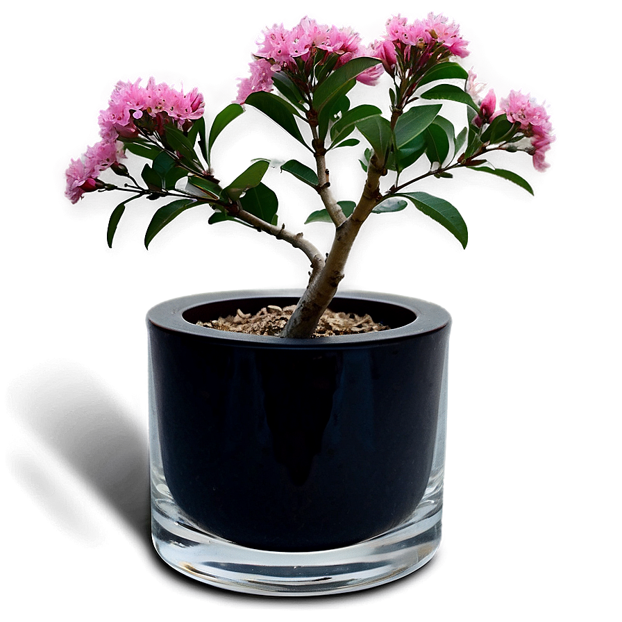 Crepe Myrtle In Vase Png 06282024 PNG Image