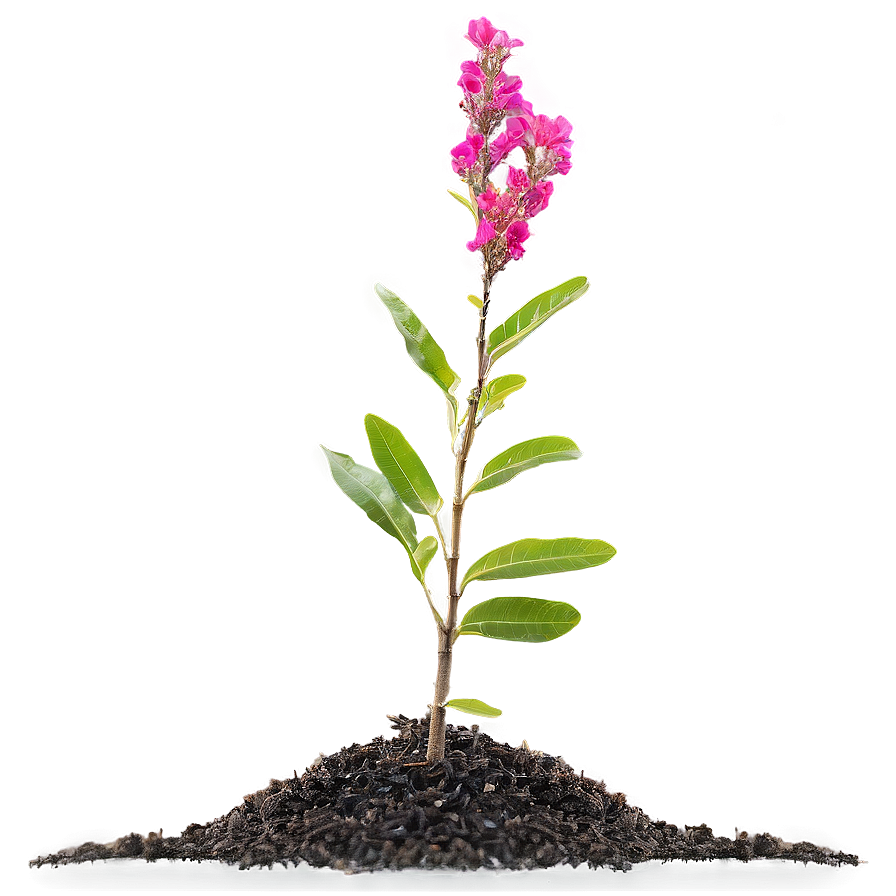 Crepe Myrtle Seedling Png 06282024 PNG Image