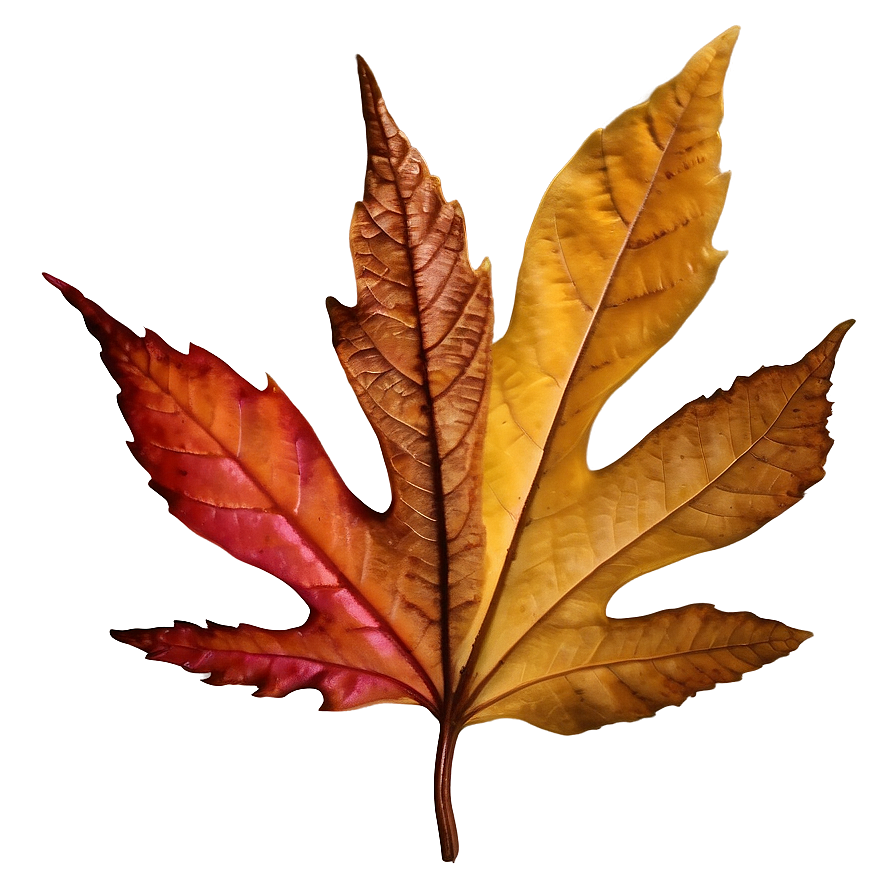 Crisp Autumn Leaf Png 91 PNG Image