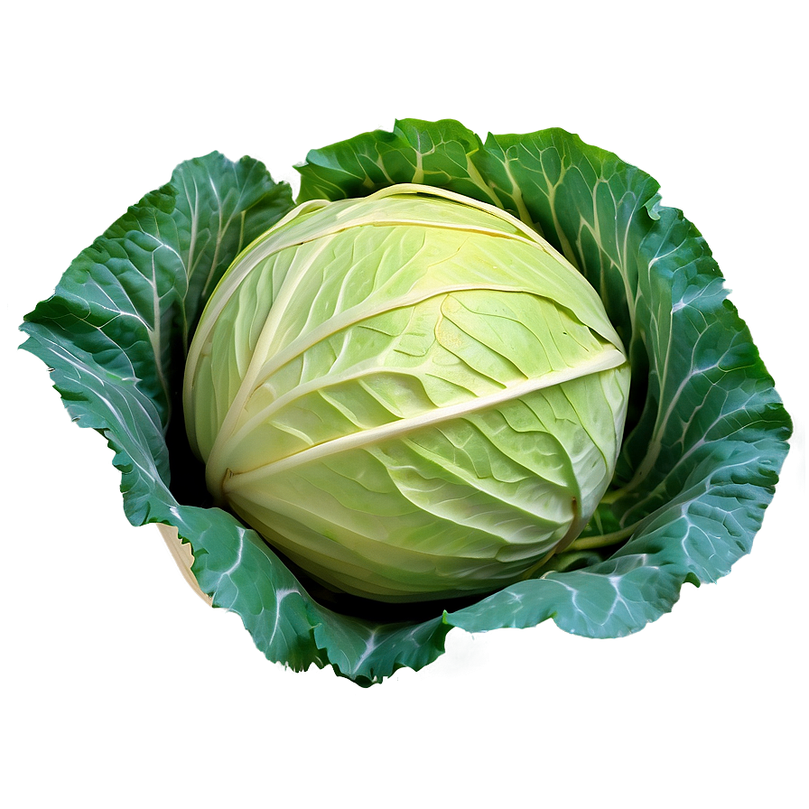 Crisp Cabbage Png Gas PNG Image