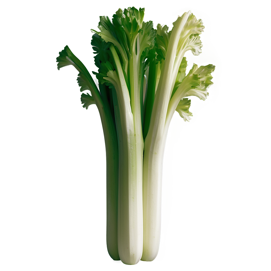 Crisp Celery Bunch Png 19 PNG Image