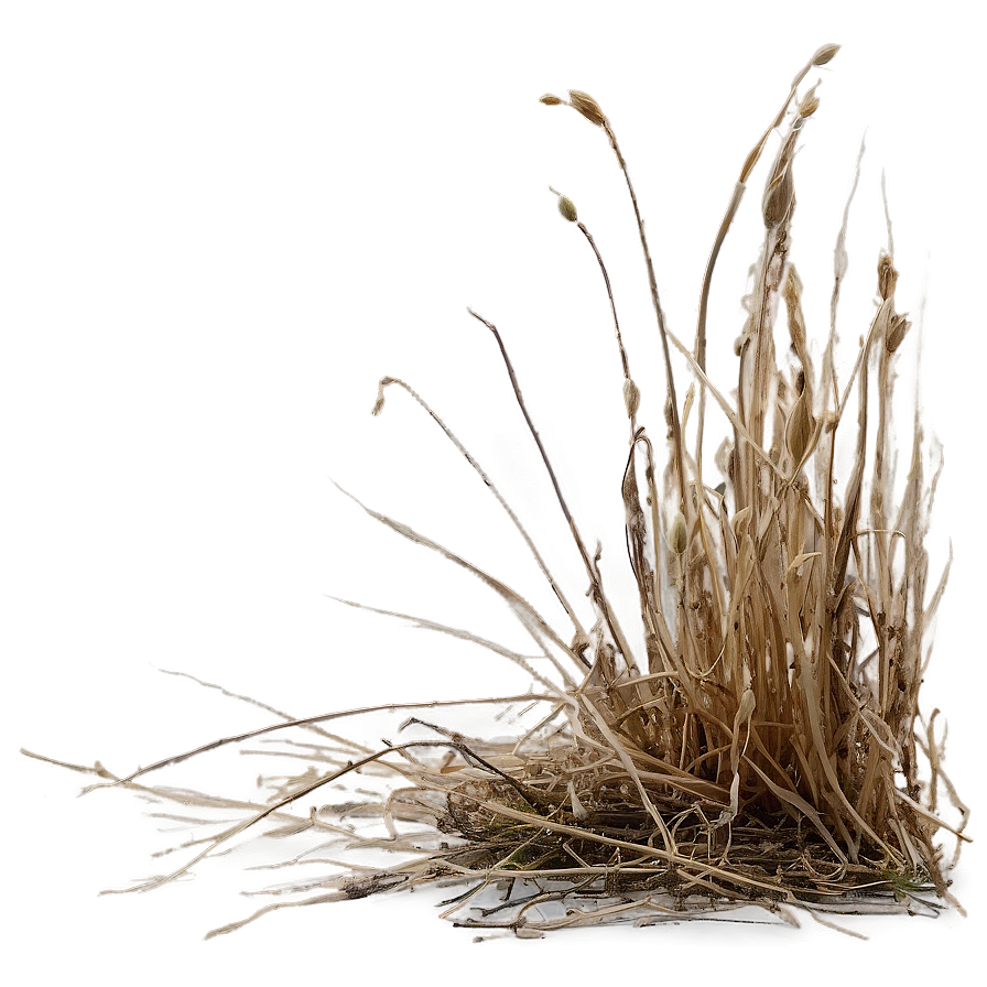 Crisp Dead Grass Png 06282024 PNG Image