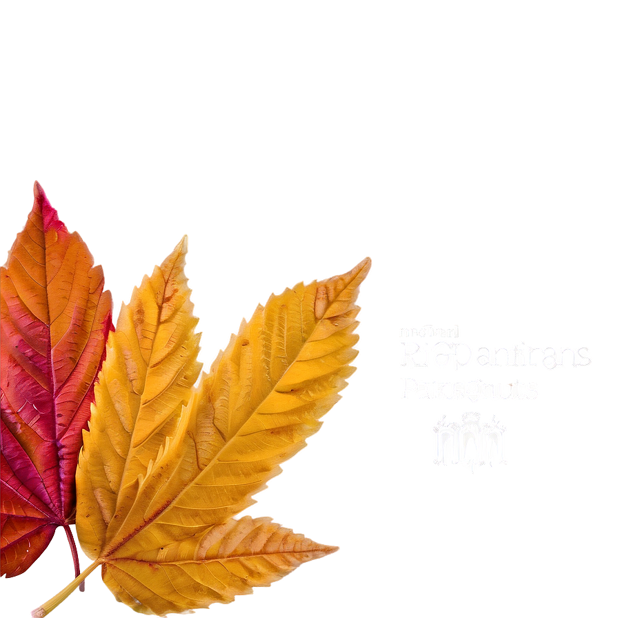 Crisp Fall Leaves Png 22 PNG Image