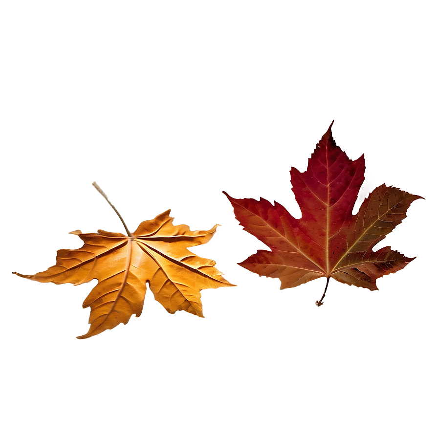 Crisp Fall Leaves Png Snw PNG Image