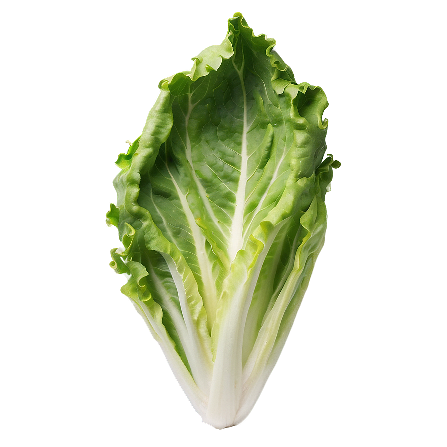 Crisp Lettuce Leaf Png 34 PNG Image