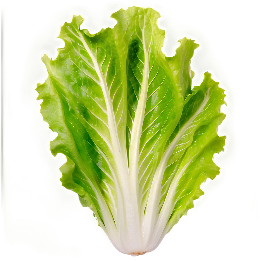 Crisp Lettuce Leaf Png 81 PNG Image