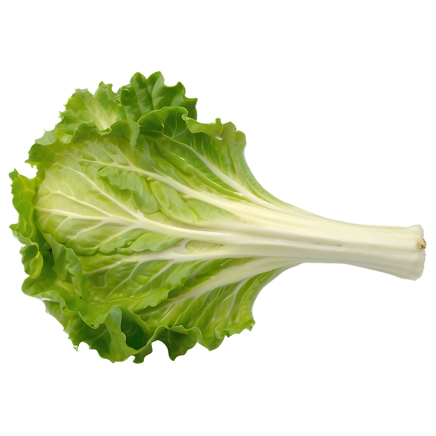 Crisp Lettuce Leaf Png Qjs15 PNG Image