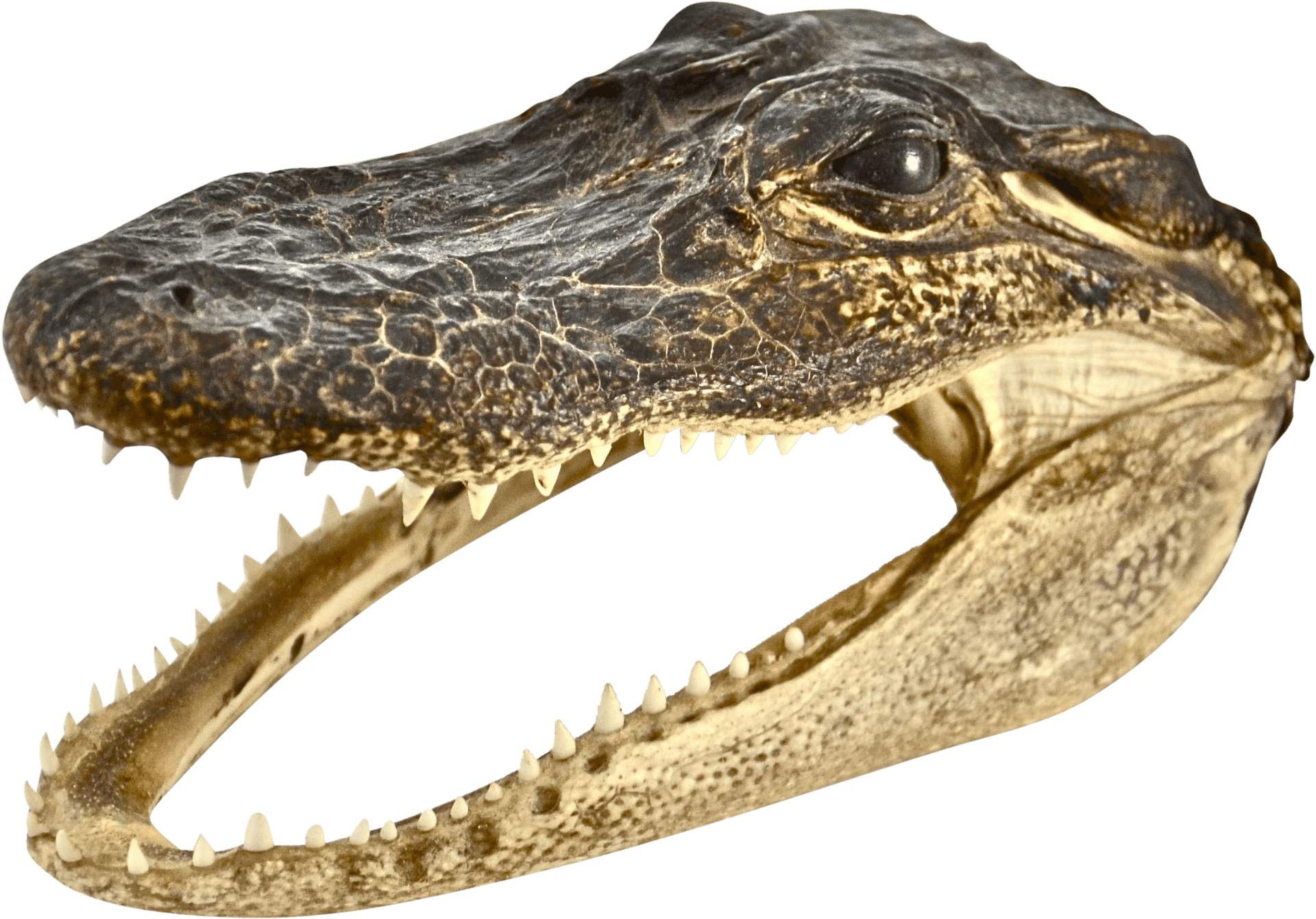 Crocodile Head Profile PNG Image