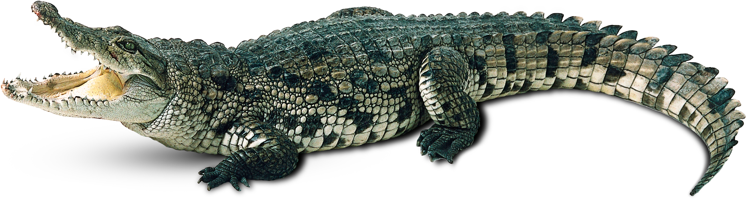 Crocodile Open Mouth Profile PNG Image