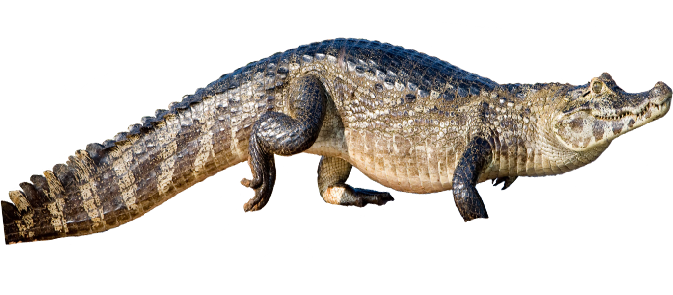 Crocodileon Transparent Background PNG Image