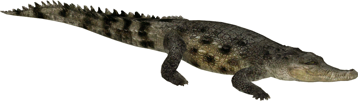 Crocodileon Transparent Background PNG Image