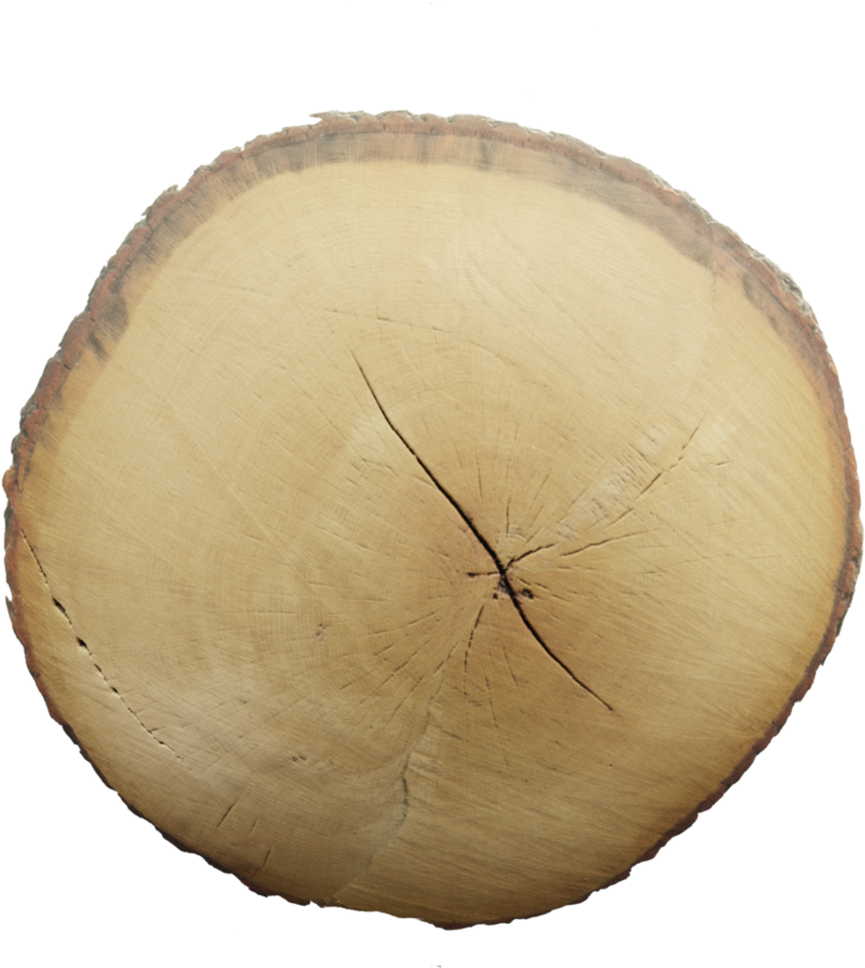 Cross Sectionof Tree Trunk Texture PNG Image